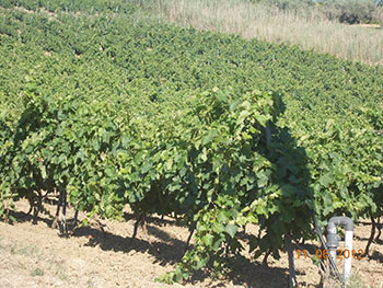 Azienda Agricola Panda 2 Azienda Agricola Panda 2